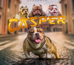 Servicio Stud Casper