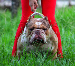 Stud Exotic Bully