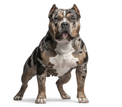 Cachorro american bully